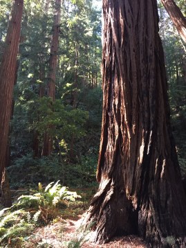 Redwood trees